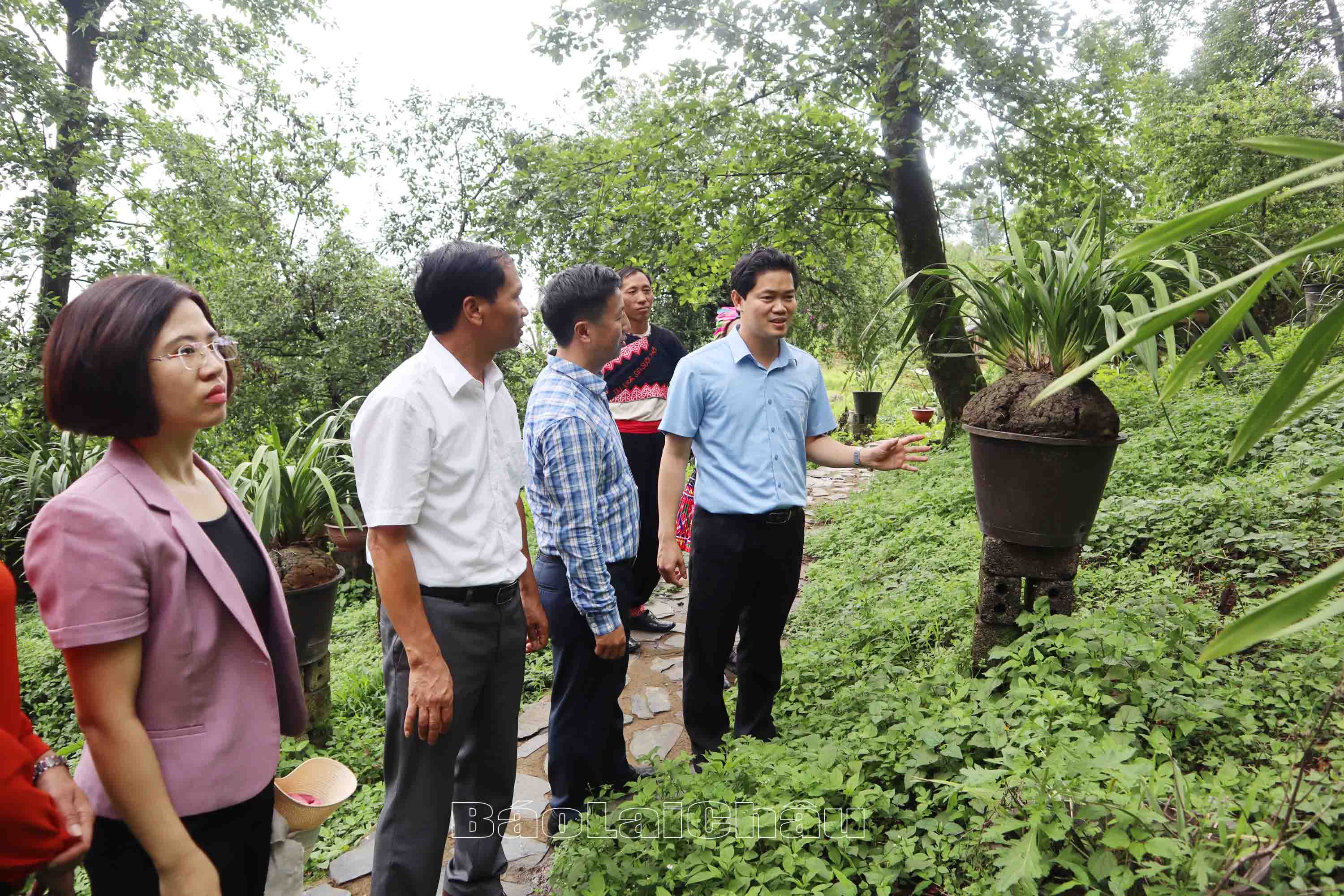 … thăm mô hình trồng địa lan của bản Sin Suối Hồ.